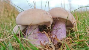 ПО ГРИБЫ 26.11.2025. ЗАКРЫВАЮ СЕЗОН СИНЕНОЖКИ #грибы #синеножка #поискгрибов