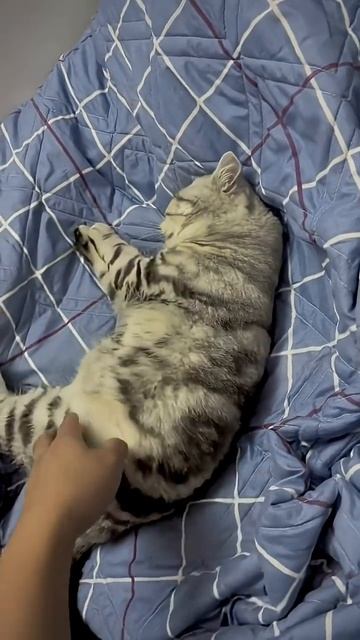 Кошки не любят Cats don't petted#funnycats #funnyanimals #petvideos #cat #fyp #usa #longervideo смотреть онлайн