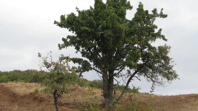 Природа Алушты