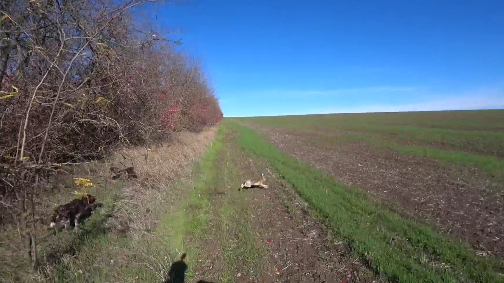 Охота по зайцу. Супер быстрый заяц. Комета и Гюрза. Зайчатницы в деле! смотреть онлайн