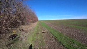 Охота по зайцу. Супер быстрый заяц. Комета и Гюрза. Зайчатницы в деле!