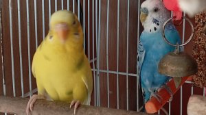 волнистые попугайчики вышли на прогулку