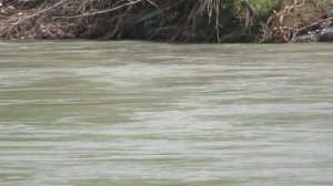 Голоса Природы