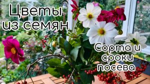 Цветы из семян. Опыт выращивания в саду 2025. Сроки посева, семена