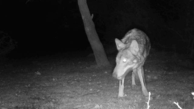 🐺 видео фото ловушки смотреть онлайн