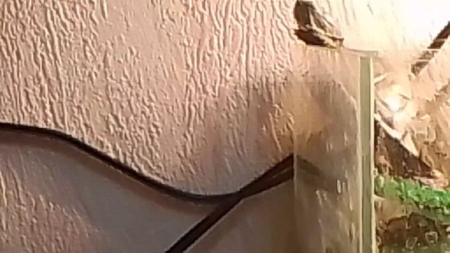 Спайк решил збежать из аквариума