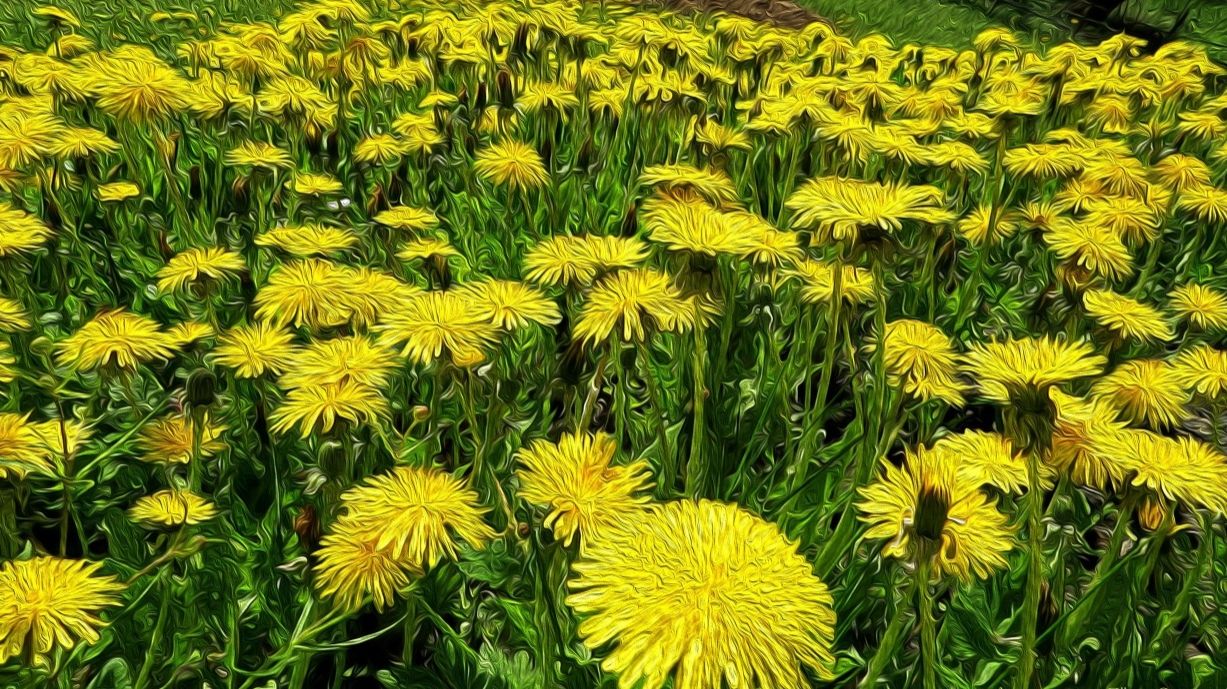 Одуванчики смотреть онлайн