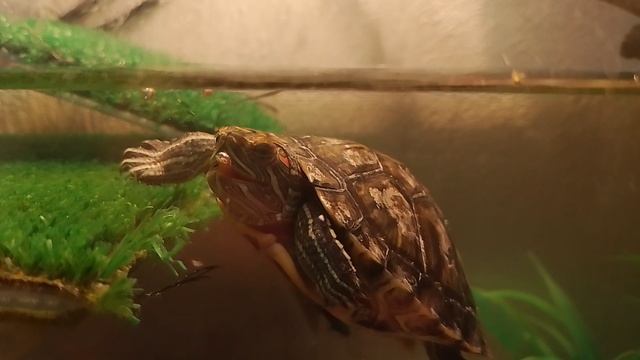 Спайк ест корм с рук