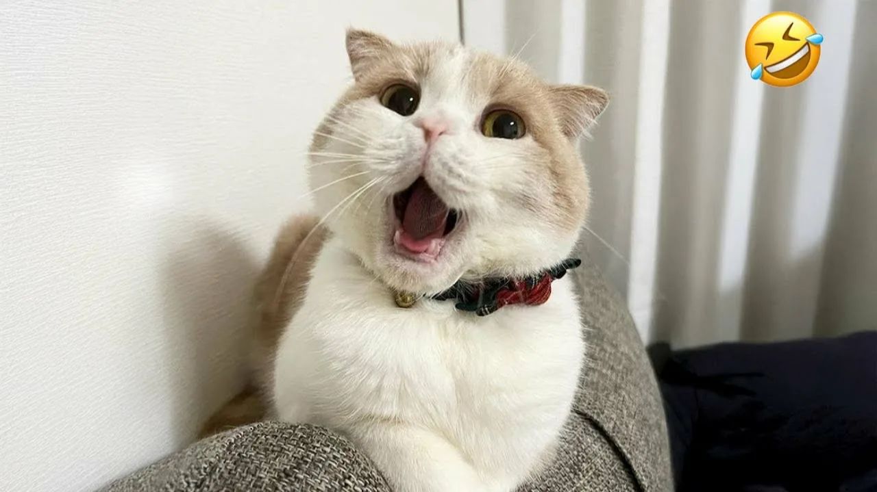 СМЕШНО ДО СЛЕЗ 😹😍 СМЕШНЫЕ КОТЫ, ЛУЧШИЕ ПРИКОЛЫ С КОТАМИ, КОШКИ, ЖИВОТНЫЕ 🥰 смотреть онлайн