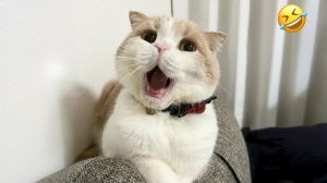 СМЕШНО ДО СЛЕЗ 😹😍 СМЕШНЫЕ КОТЫ, ЛУЧШИЕ ПРИКОЛЫ С КОТАМИ, КОШКИ, ЖИВОТНЫЕ 🥰