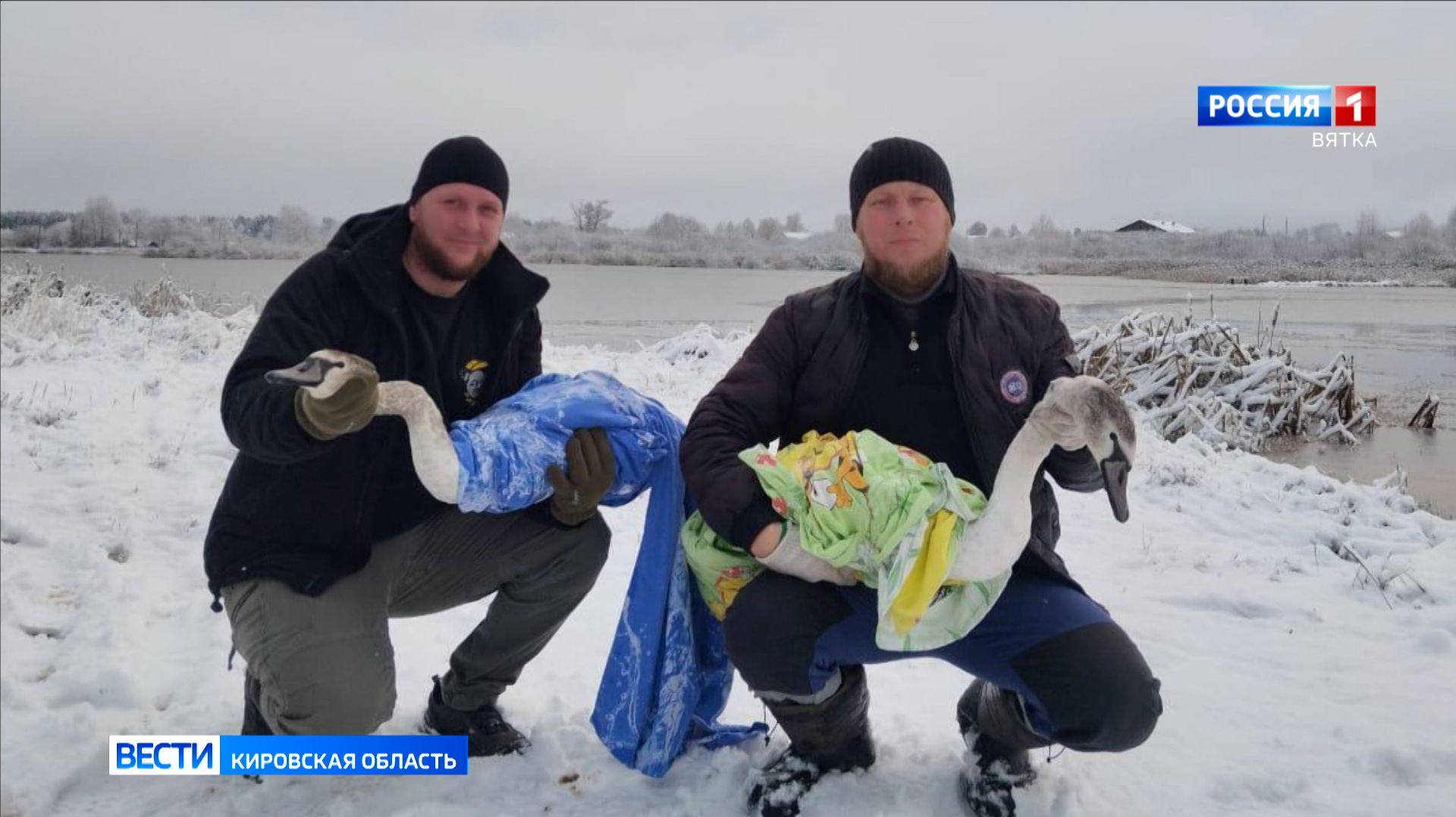 В Уржумской районе прошла операция по спасению двух полугодовалых лебедей смотреть онлайн