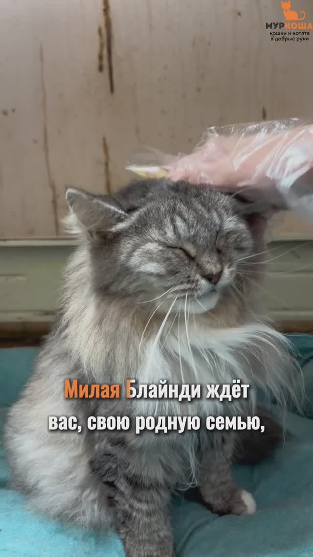 Блайнди ждёт вас в приюте #Муркоша смотреть онлайн