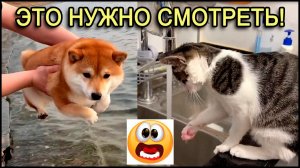 Прикольные Кошки и собаки. смотреть смешное видео.