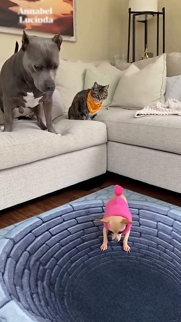 Прикол с ковром над собаками