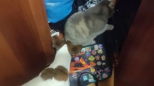 Кекс шоу 2 серия Ссора.