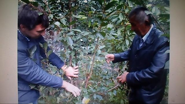 В. Железов ''Новое садоводство для дачников и школьных учителей будущей России'' №22 смотреть онлайн