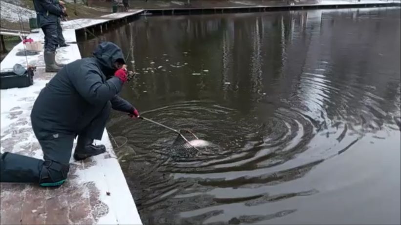 Сегодня отрабатывают блёсны "PАL" разной расцветки. Клёвое место, Лосиный остров, спорт-зона. смотреть онлайн