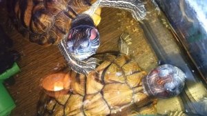 Красноухие черепахи 🐢 , вечер 26-11-2025. Умная колонка Алиса рассказывает анекдоты!