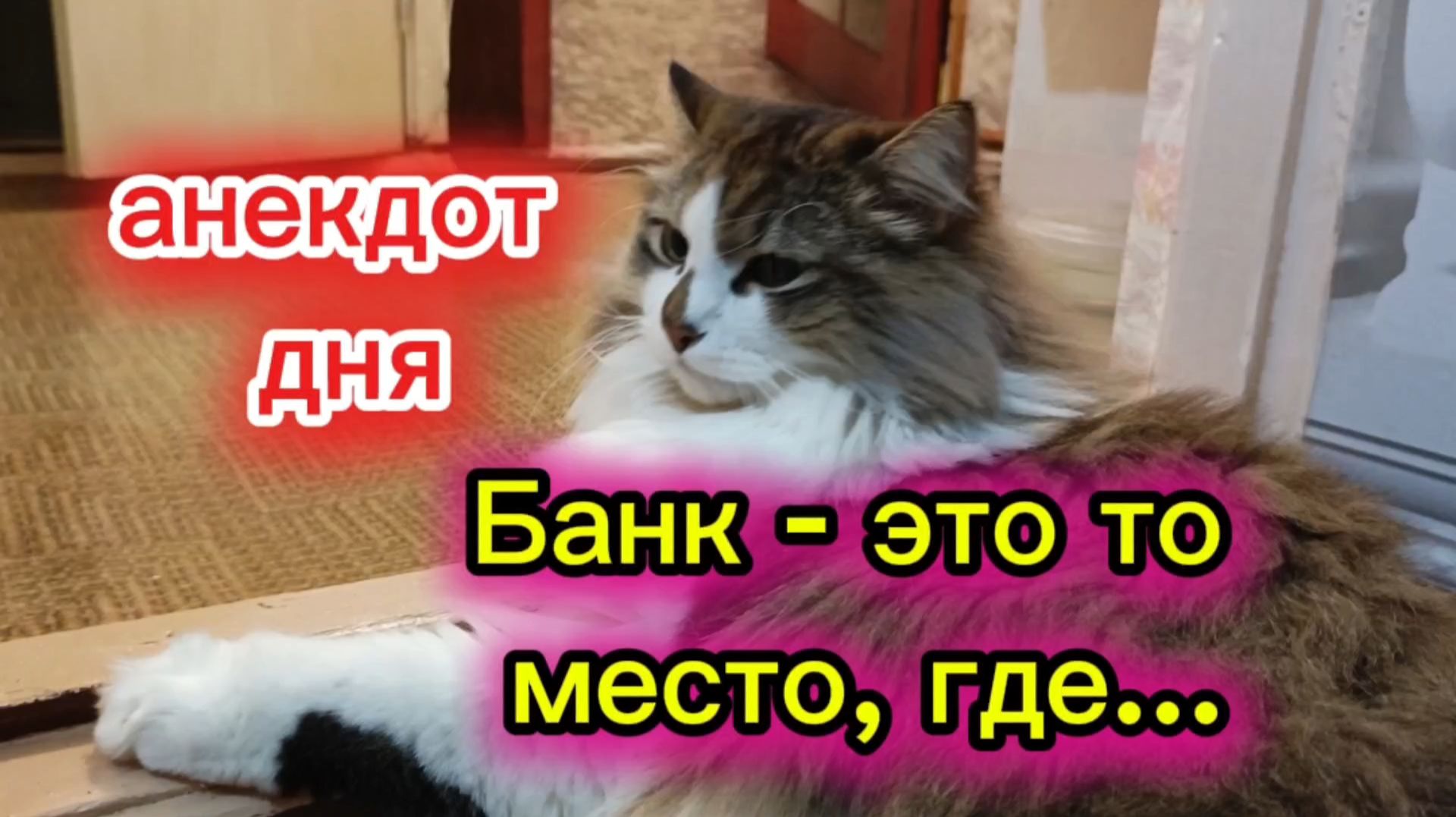 Кошки с озвучкой. Анекдот дня. смотреть онлайн