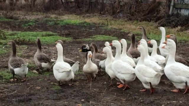 Сельские зарисовки 26.11.2025 смотреть онлайн
