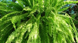 №127. Пересадка нефролеписа Рузвельта.