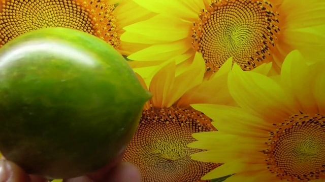 Томат Лунный камень. №905. Обзор и дегустация 2022 г. смотреть онлайн