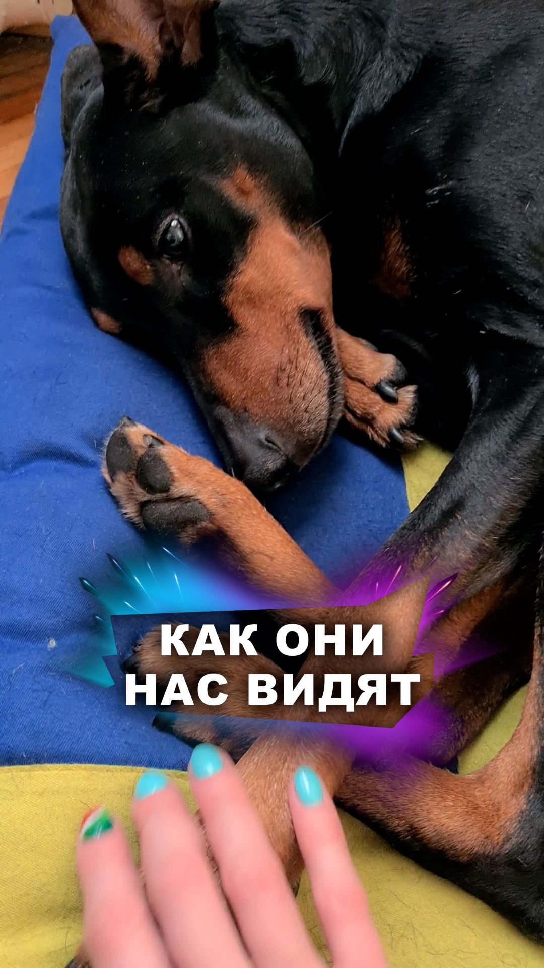 У собак особое зрение #животные смотреть онлайн