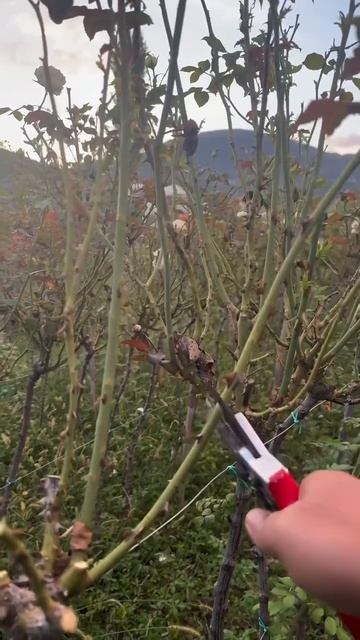 Обрезка штамбовой розы