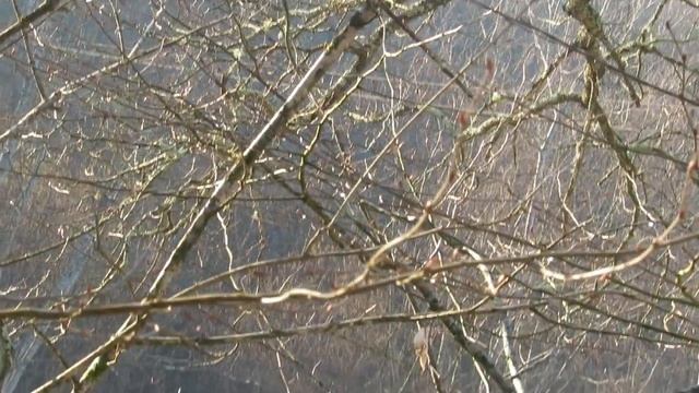 Весна 2020 - горная река, цикламены