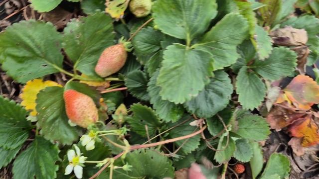 МУЖ СКАЗАЛ ЧТО Я ЖЕЛЕЗНАЯ...😅😅😅 смотреть онлайн