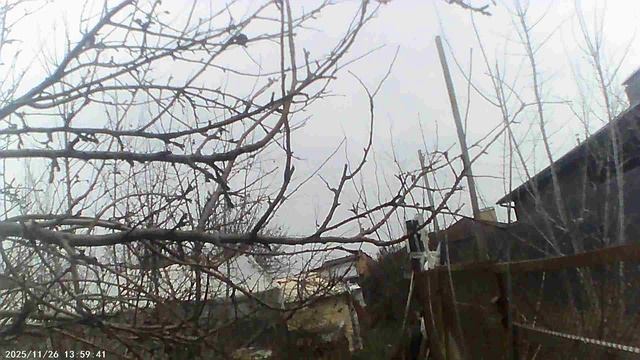 Обзор: осенняя яблоня сорта "Белый налив"