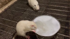 Как купать НУТРИЮ