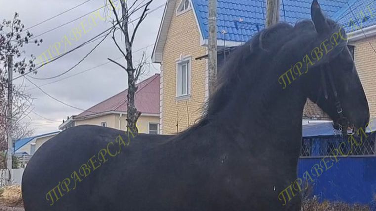 173-2 Фризский жеребчик