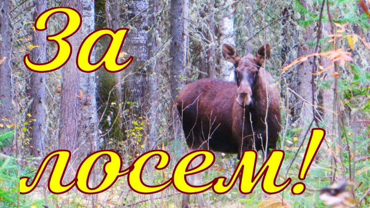 Охота на лося с западносибирскими лайками Выбрал окно между путиками подошёл со второго раза смотреть онлайн