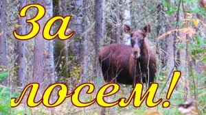 Охота на лося с западносибирскими лайками Выбрал окно между путиками подошёл со второго раза
