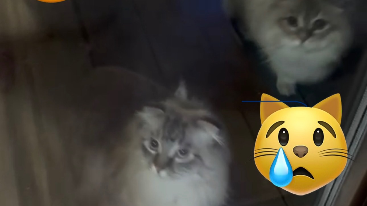 Опять бездомные коты просят пустить их в дом 😰😰😰😰 смотреть онлайн