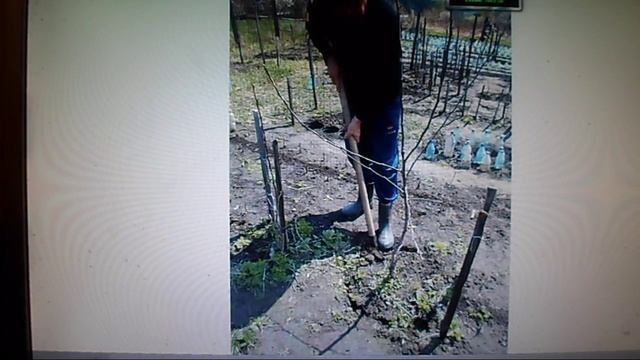 В. Железов ''Новое садоводство для дачников и школьных учителей будущей России'' №23 смотреть онлайн