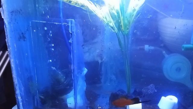 Первые поселенцы нового аквариумами