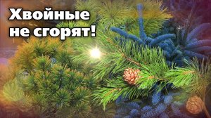 Защита хвойных от весенних ожогов. Подготовка начинается сейчас