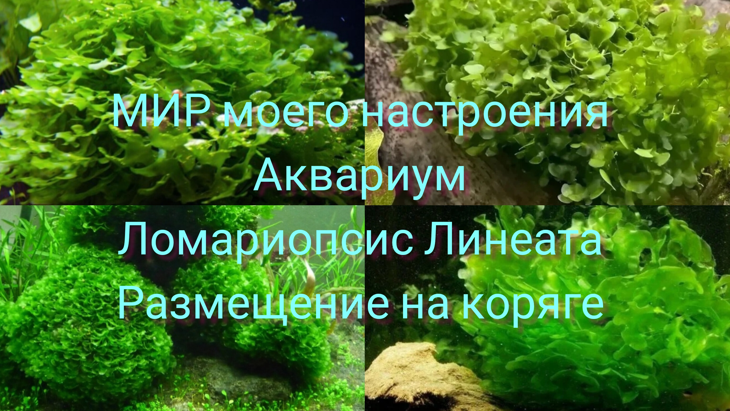 23.11.25 Аквариум, часть 3.Папоротник Ломариопсис Линеата размещение на коряге смотреть онлайн