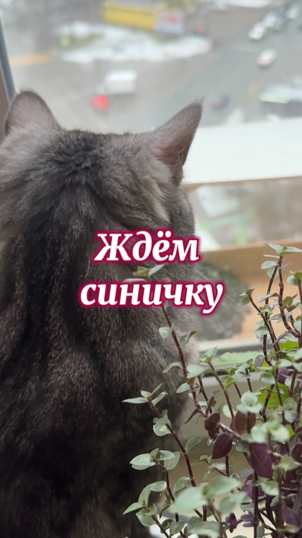 В ожидании чудес невозможных…