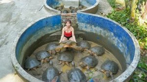 После 9 месяцев выращивания на ферме соберите урожай из множества черепах и продайте их на рынке