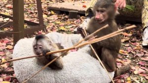 Степка НЕ БУДЕТ ДОБРЫМ САМЦОМ, это уже проглядывается в ЕГО ПОВЕДЕНИИ!
