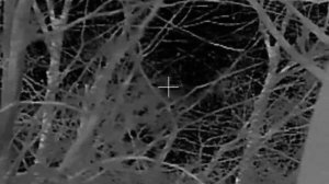 Holosun DRS-TH. Третее тест - видео. Ворон пролетел