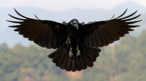 Под крылом у ворона