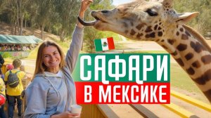 Мексиканское сафари на грузовике! Лучше, чем в Африке!