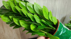 ЗАМИОКУЛЬКАС НОВИНКА, Не обошлось без сюрпризов, будем теперь 2 месяца исправлять