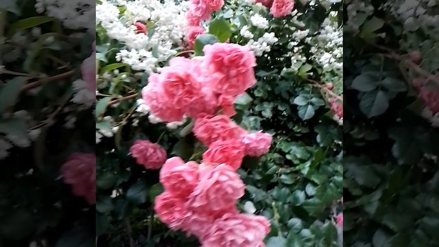 А вот так вот было в мае 2023 г #природа