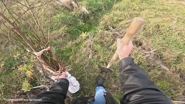 КАК ПОСАДИТЬ ДЕРЕВЬЯ