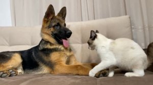 Как немецкая овчарка и котёнок стали лучшими друзьями